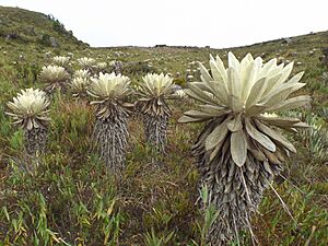 Archivo:Frailejones grandes