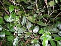 Glochidion ferdinandi leaves