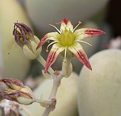 Archivo:Graptopetalum amethystinum 3