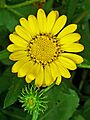 Grindelia camporum 003