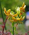 Hanson's Lily Lilium hansonii Flowers 1842px