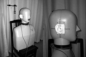 Archivo:Head and torso simulator