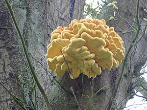 Archivo:Laetiporus sulphureus, Yellow mushroom on old oak tree1