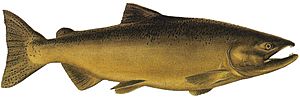 Archivo:Lake Washington Ship Canal Fish Ladder pamphlet - male freshwater phase Chinook