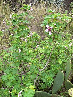 Archivo:Lavatera acerifolia