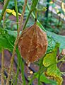 Luffa operculata 04