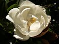Magnolia grandiflora1Stuart Yeates