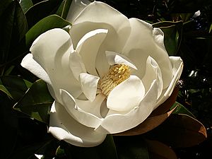 Archivo:Magnolia grandiflora1Stuart Yeates