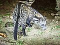 Malayan Civet (14154535152)