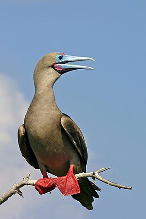 Archivo:Male Galápagos red-footed booby