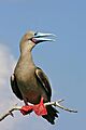 Male Galápagos red-footed booby