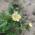 Malvastrum coromandelianum (Malvaceae)