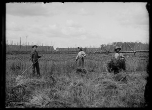 Archivo:Manually harvesting wheat with a scythe (I0002353)f