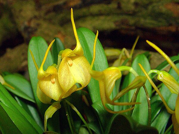 Masdevallia floribunda Orchi 03