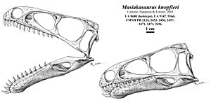 Archivo:Masiakasaurus knopfleri skull reconstruction