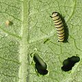 Monarch caterpillar and egg