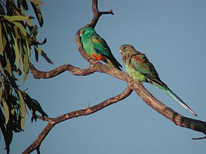 Archivo:Mulga Parrot Currawinya