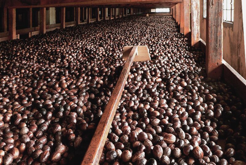 Nutmeg grenada