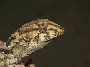 Archivo:Pachydactylus bibronii02