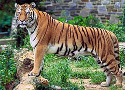 Panthera tigris tigris (cropped)