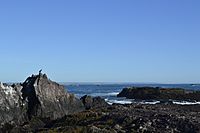 Parque Interjurisdiccional Marino Isla Pingüino, Puerto Deseado.JPG