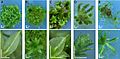 Physcomitrella knockout mutants