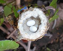 Archivo:Pirané Pirane Formosa Picaflor Garganta Blanca Leucochloris albicollis White-throated Hummingbird 4