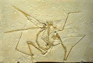 Pterodactylus antiquus - IMG 0681.jpg
