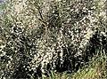 Retama raetam gussonei