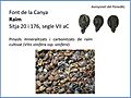 Semillas vitis vinifera