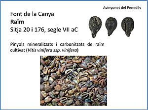 Archivo:Semillas vitis vinifera