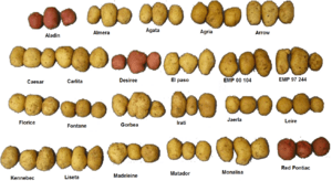 Archivo:Several varieties of potatoes