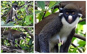 Archivo:Singes Grand Bereby