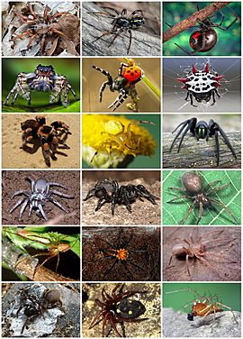 Spiders Diversity.jpg
