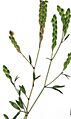 Starr 001129-8001 Zornia reticulata