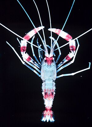 Archivo:Stenopus hispidus