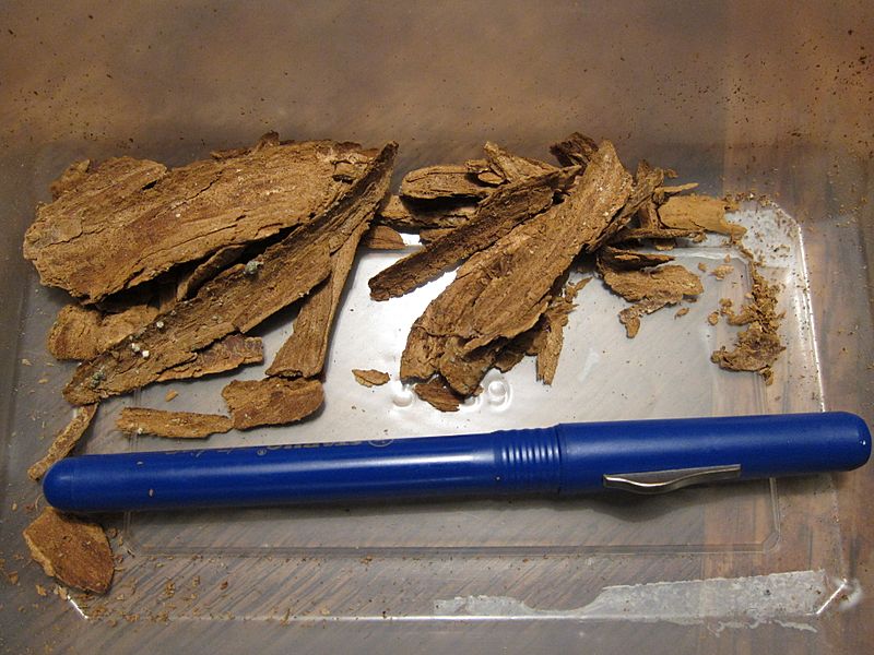 Tabernanthe iboga bark pieces