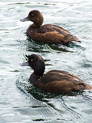 Archivo:Taupo Ducks-2532