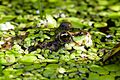 Teichfrosch Pelophylax esculentus Gruga 003