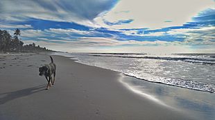 Archivo:The last dog on the beach. San Bernanrdo del Viento
