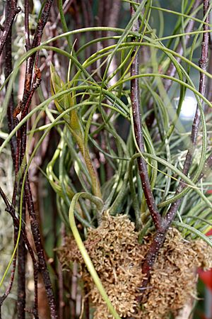 Archivo:Tillandsia butzii