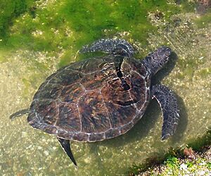 Archivo:Tortugaverde