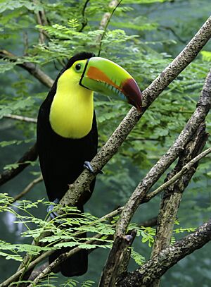 Archivo:Toucan edit (8540775223)