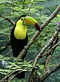 Toucan edit (8540775223)