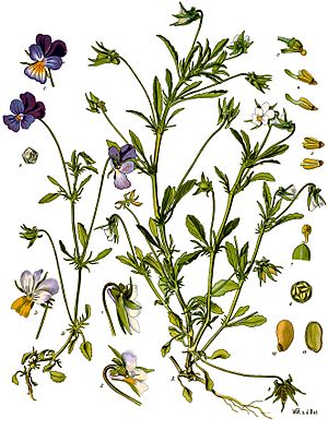 Viola tricolor - Köhler–s Medizinal-Pflanzen-280.jpg