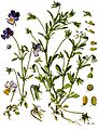 Viola tricolor - Köhler–s Medizinal-Pflanzen-280