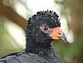 Wattled Curassow Crax globulosa Head 2600px