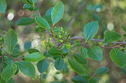 Xylosma tweediana 331818650.jpeg