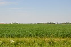Yankee Road wheat field.jpg