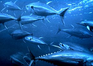 Yellowfin tuna nurp.jpg